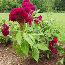 فروردینگان