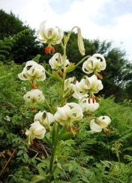 جشن خردادگان